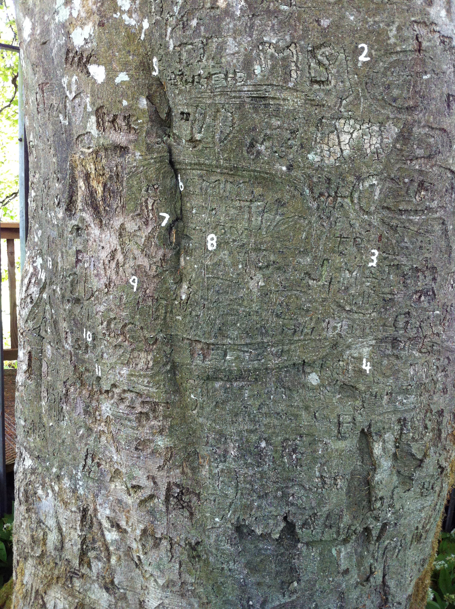 The trunk of the Autograph Tree in Coole Park. Photo by Annis Householder.